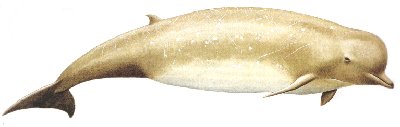 hyperodonarctique.jpg (9596 octets)