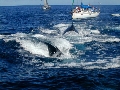 Baleines-neocal-mini.jpg (14359 octets)